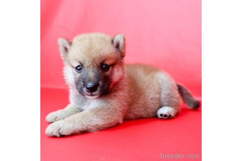 成約済の愛知県の柴犬-192185の7枚目